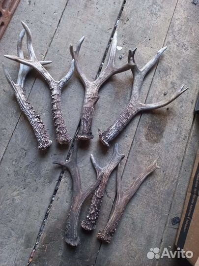 Рога косули