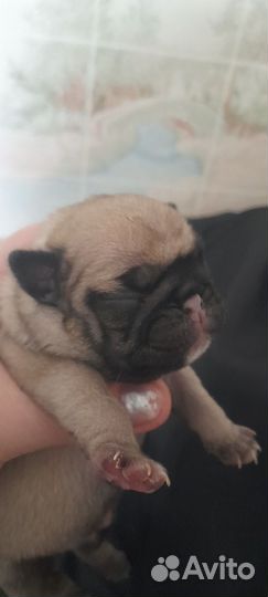Мопс девочка