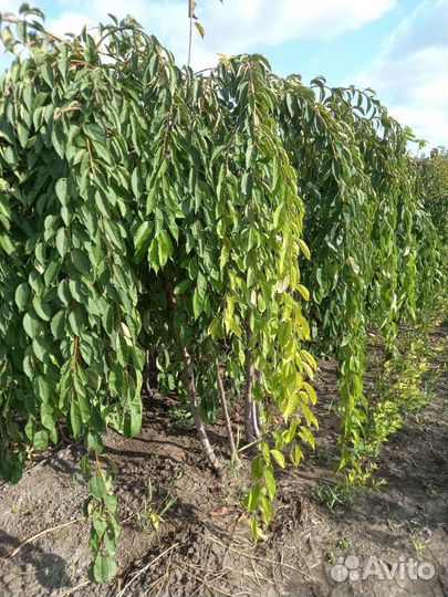 Черешня плакучая на штамбе