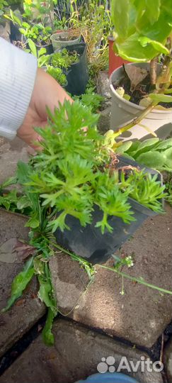 Почвопокровные растения