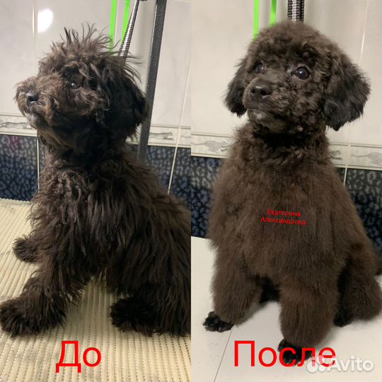 Стрижка маленьких/средних собак. Груминг