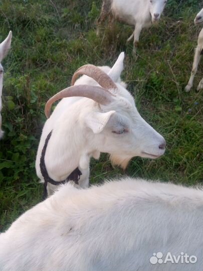 Коза дойная молочная