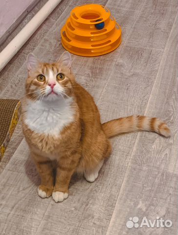 Рыжий котяра (из приюта)