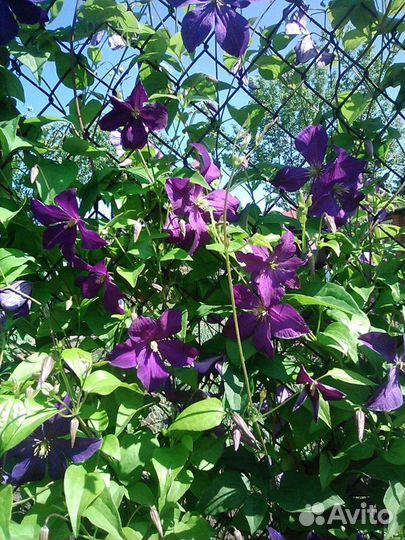 Клематисы 24.05 буду у каретного двора