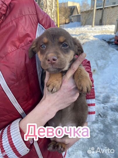 Щенки мальчики и девочки в добрые руки