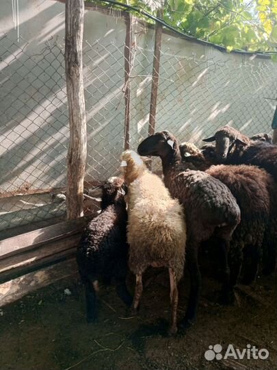 Овцы бараны ягнята