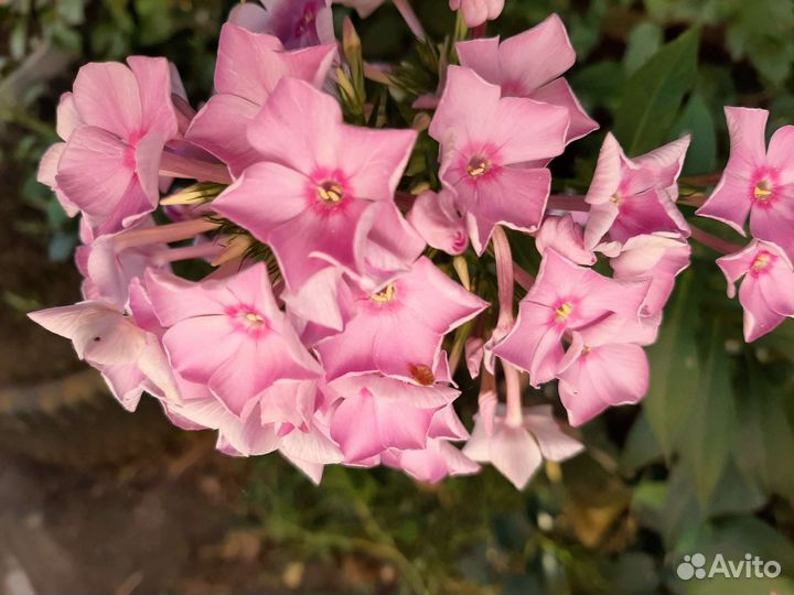 Флоксы, Георгины