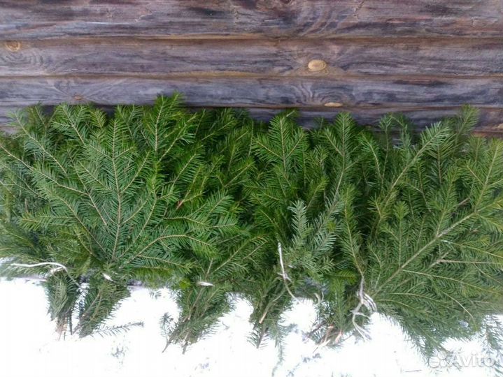 Пихтовые веники