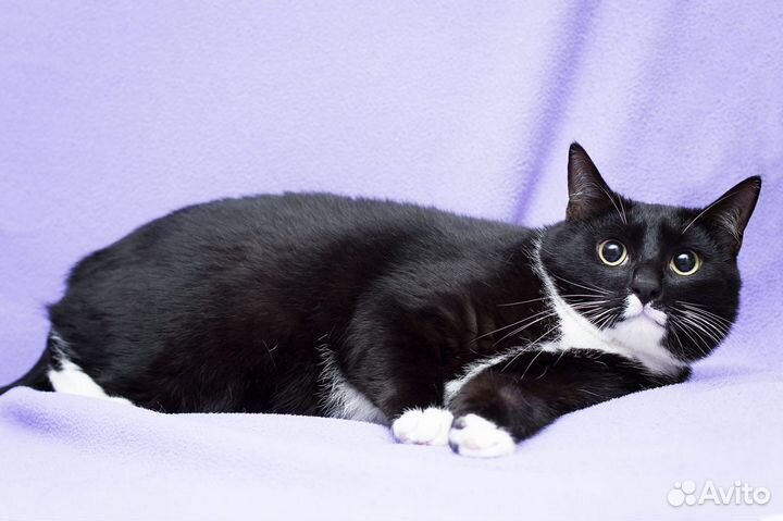 Три месяца в клетке приюта и все проходят мимо