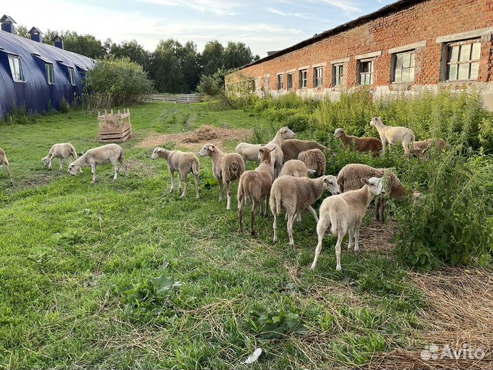 Овцы бараны Катумские