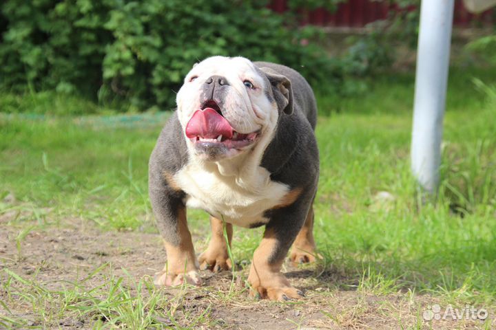 Английский бульдог