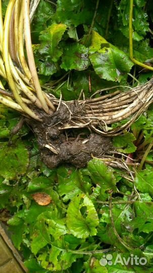 Водные растения- лилия и гиацинт