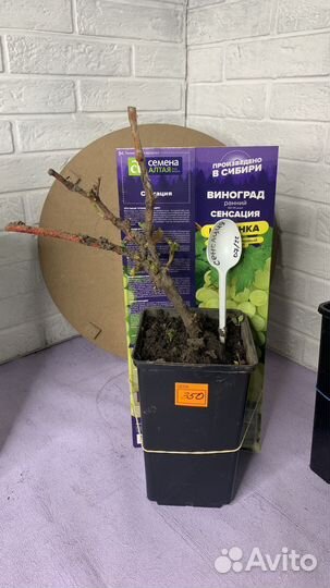 Виноград в ассортименте