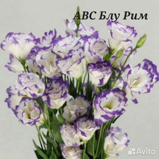 Рассада цветов эустома