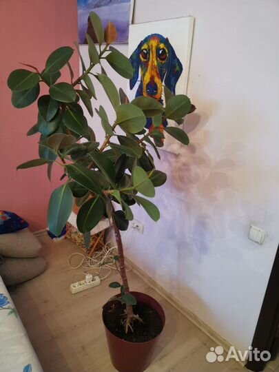 Фикус каучуконосный Робуста