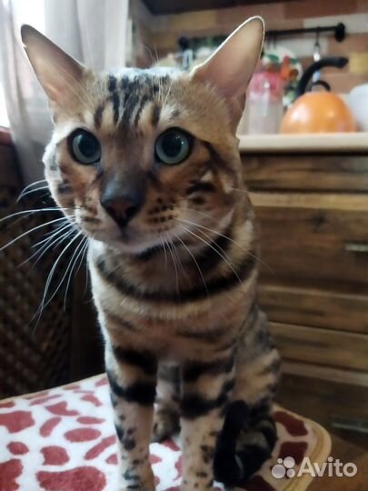 Бенгальский кот на вязку