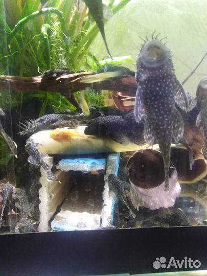 Аквариумные рыбки