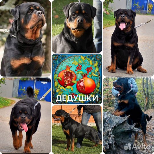 Ротвейлер щенки