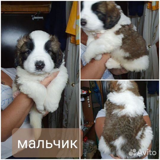 Продажа щенков московской сторожевой породы