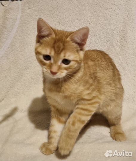 Рыжий котенок (девочка)