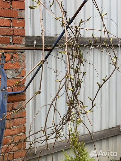 Девичий виноград большой