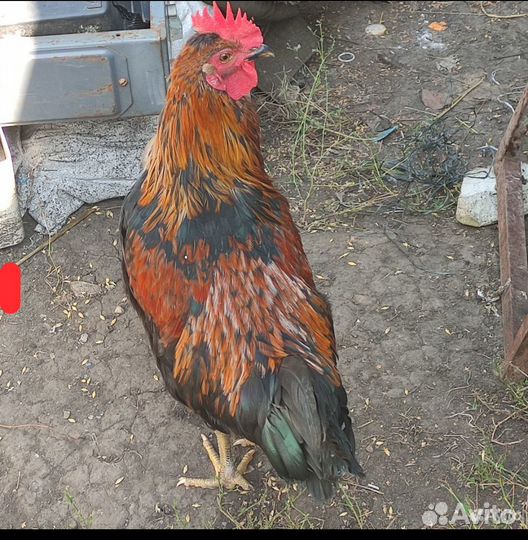 Молодые петухи