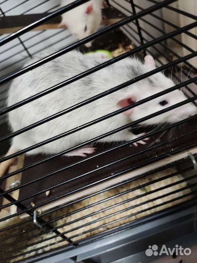 Крыса дамбо