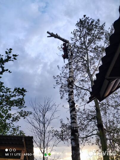 Удаление деревьев. Расчистка участка Шишкин лес