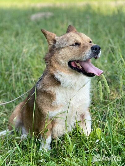 Метис корги в дар