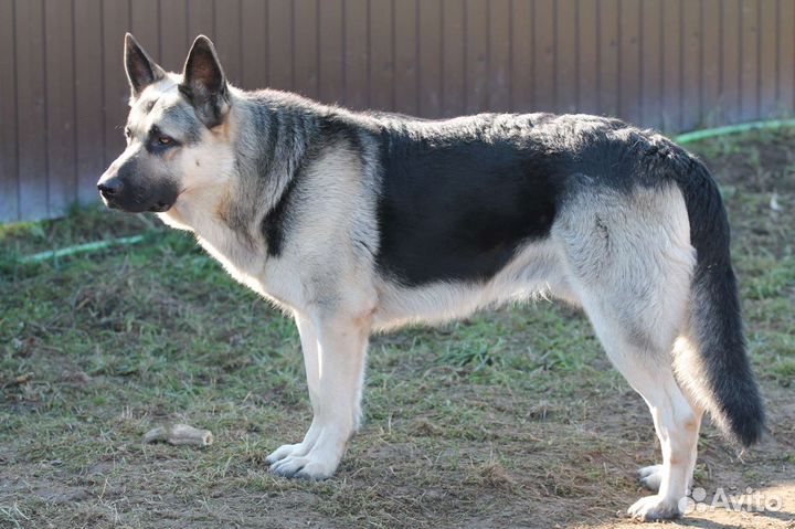 Кобель вео для вязки