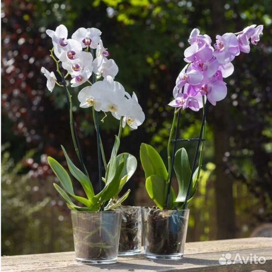 Кашпо для орхидей стекло