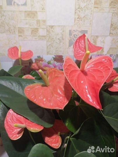 Комнатные цветы антуриум