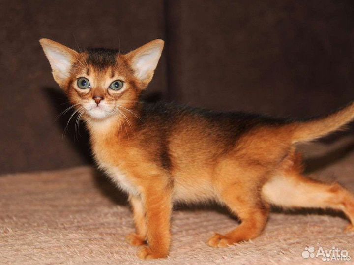 Абиссинские чистокровные котята