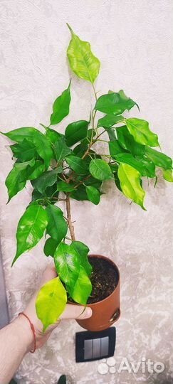 Фикусы сортовые