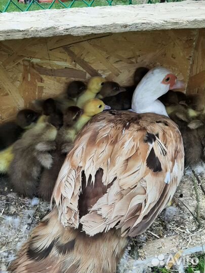 Утята индоутки