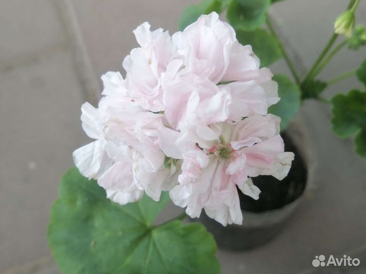 Пеларгония Cranni Barter