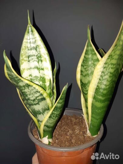 Сансевиерия