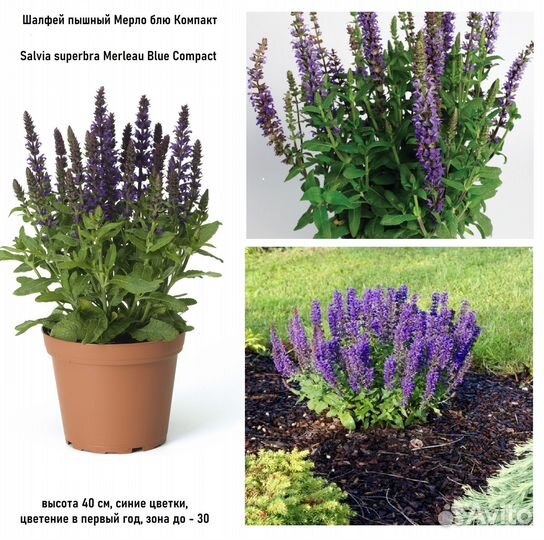 Шалфей семена проф