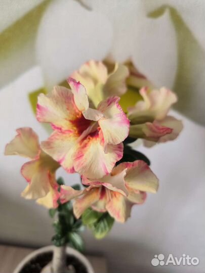 Адениум Ван Гог