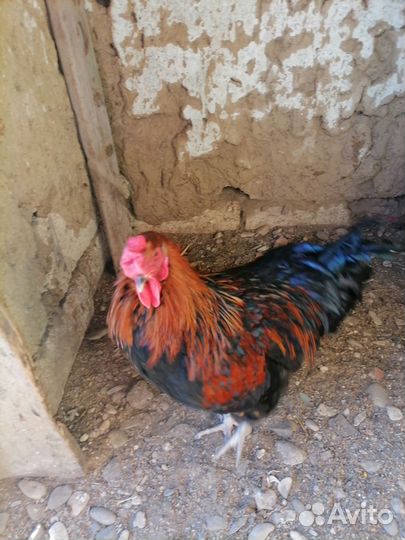 Молодые петухи