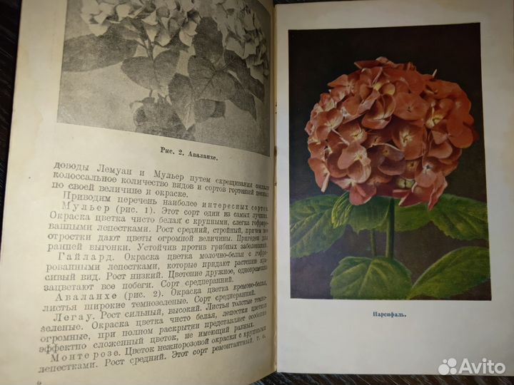 Книга, Гортензии Ю.Т. Сурс 1938г