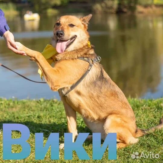 Небольшая собака ищет дом