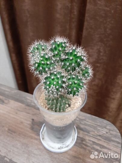 Кактусы и суккуленты