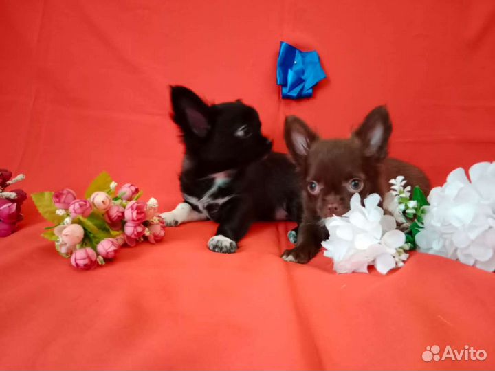 Чихуахуа мелкий стандарт мальчики