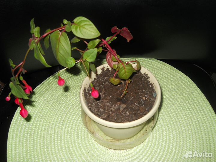 Комнатные цветы