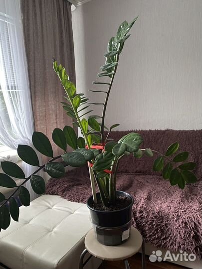 Замиокулькас