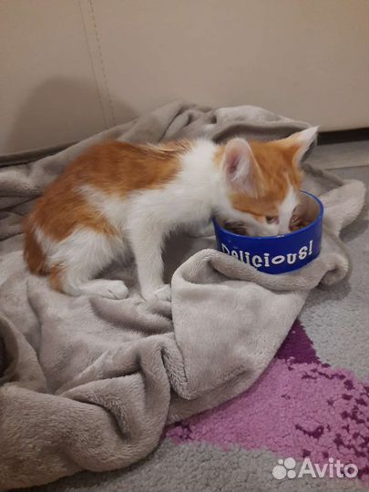 Рыжий котенок в добрые руки