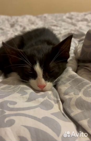 Черненький котенок Феля