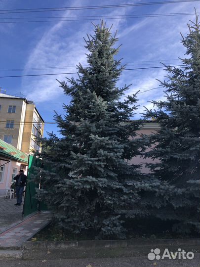 Ель голубая