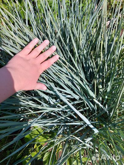 Трава декоративная